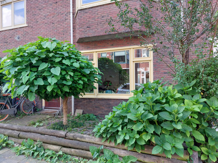 vrije-sector-woningen te huur op Ceramstraat 4