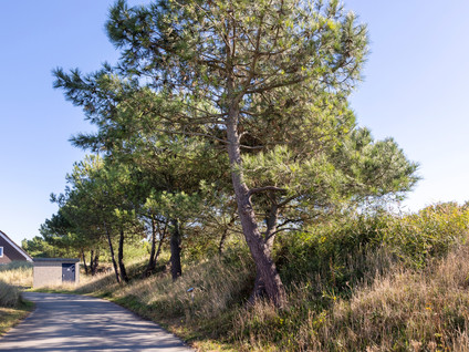 De Duinen 241