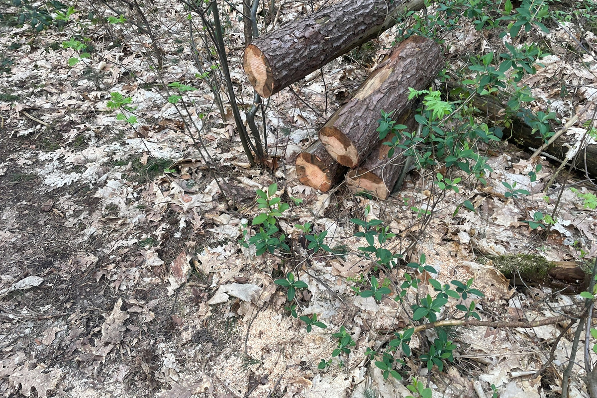 Grote Blerickse Bergenweg 