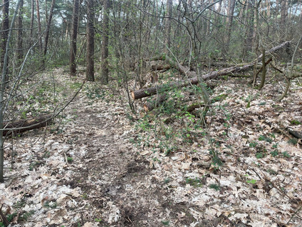 Grote Blerickse Bergenweg 