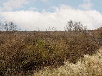 De Duinen 524