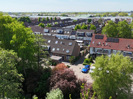 Pijlkruid 35