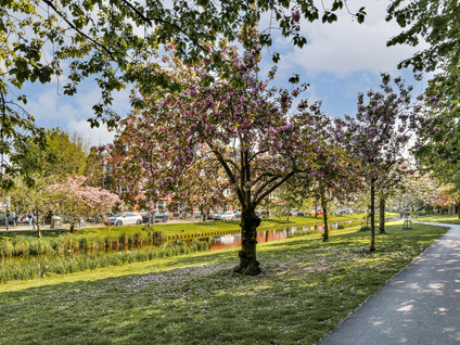 Boreelstraat 8B