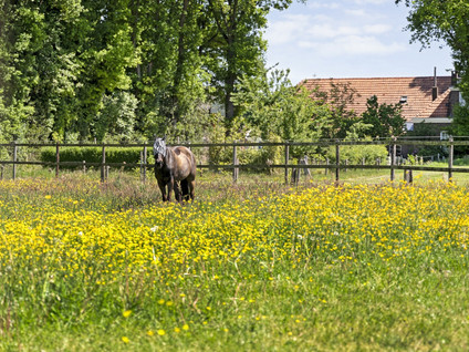 Welsummerweg 36