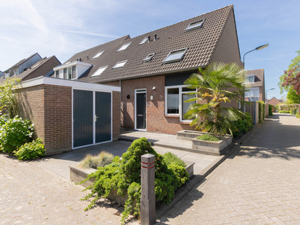 Pijlkruid 35
