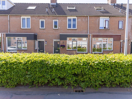 Paardebloem 12
