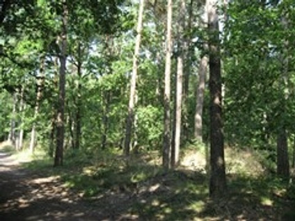 Zandlaan 