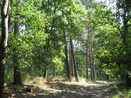 Zandlaan 