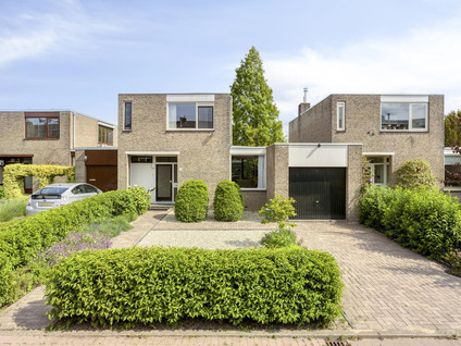 Boksdoorn 6