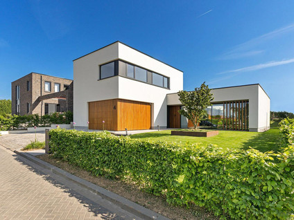 Korenbloem 4