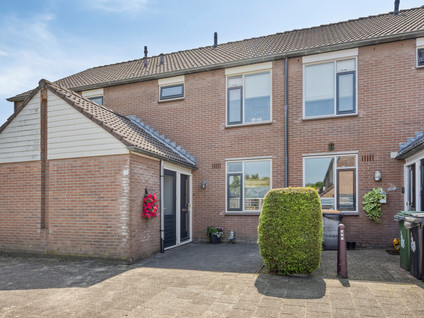 Engelwortel 64