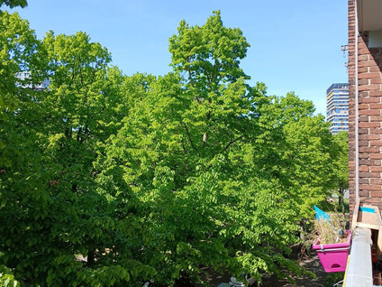 Burgemeester Fockstraat 174II