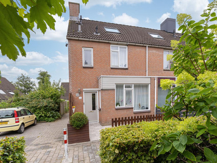 Paardebloem 73