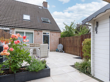 Paardebloem 73