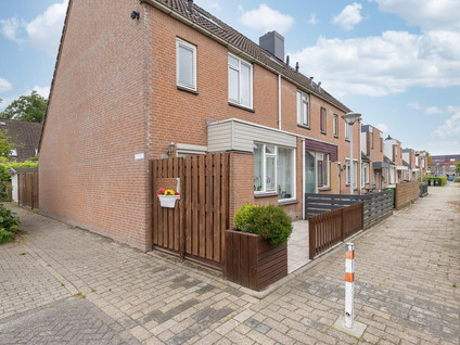 Paardebloem 73