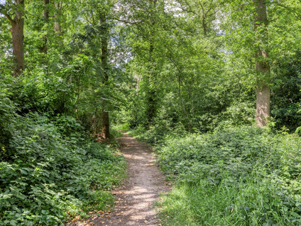 Zonnedauw 4