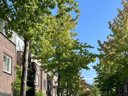 Engeliena Schaapstraat 20
