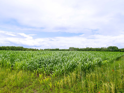 Koekoeksweg 1B