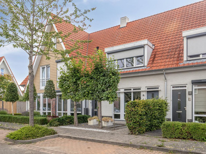 Aurelia 6