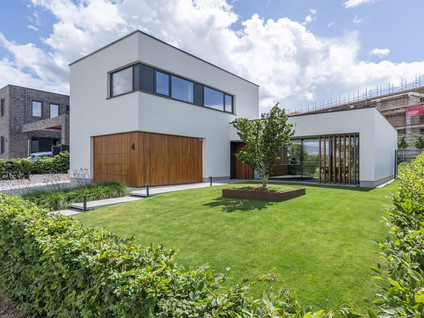 Korenbloem 4