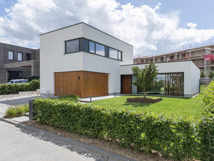 Korenbloem 4