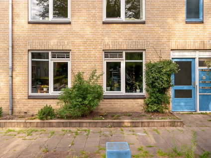 Ridderspoor 31