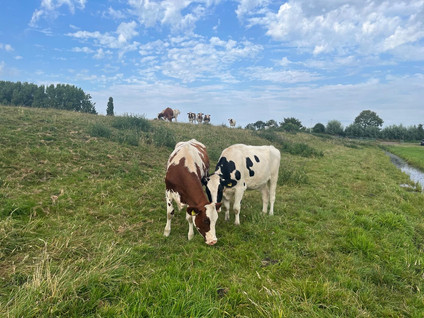 Oudendijkseweg 