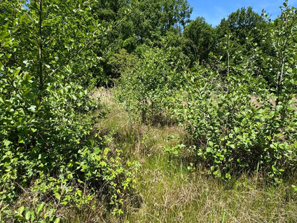 Looerheideweg - Bergeijk