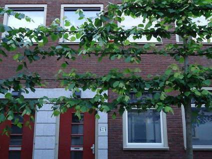 homes for rent on Eligenstraat 72