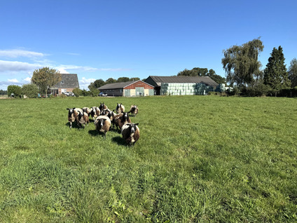 Deelsum 17