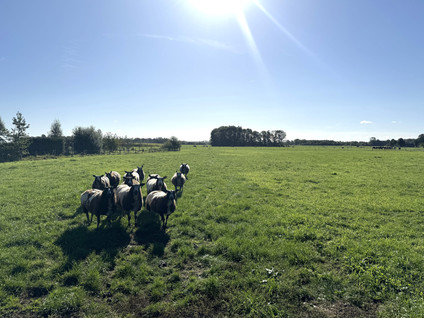 Deelsum 17