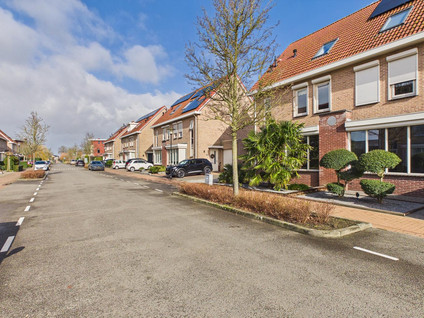 Aalscholver 14