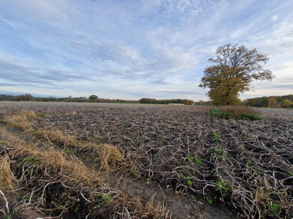 Peeldijk 