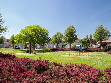 Roerdomp 37