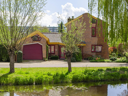 Knobbelzwaan 4