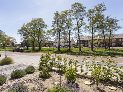 Regentes 8