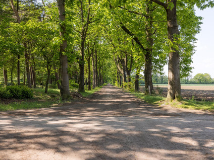 Vinklaan 