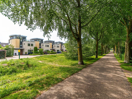 Aalscholver 115