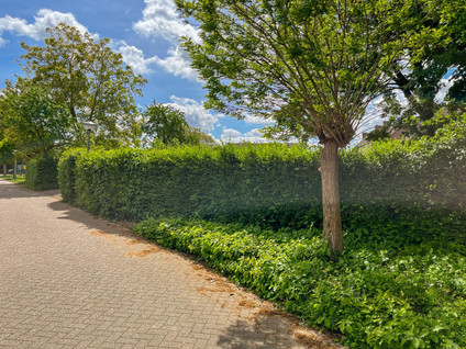 Iepenlaan 