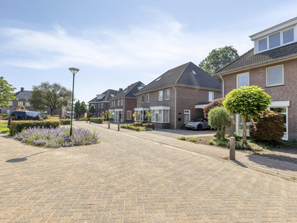 Korenbloem 8