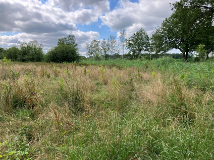 Bruggerhuizen - Leende
