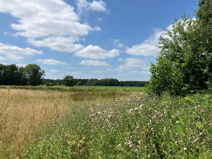 Bruggerhuizen - Leende