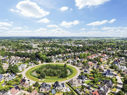 Pijlkruid 3