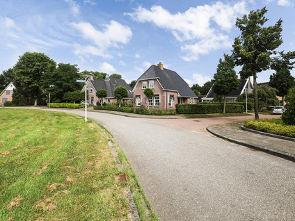 Pijlkruid 3