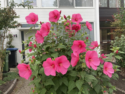 Sint Philipsland 15
