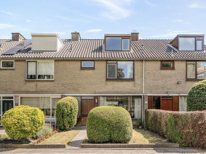 Korenbloem 29
