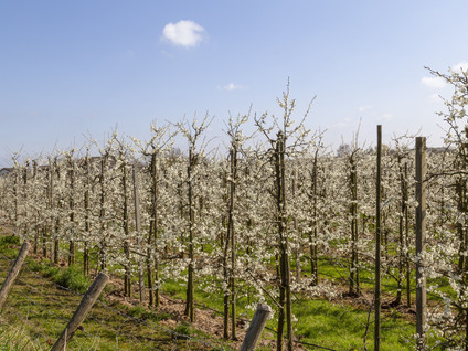 Rijnbandijk 10B113