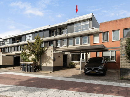 Iroko 207