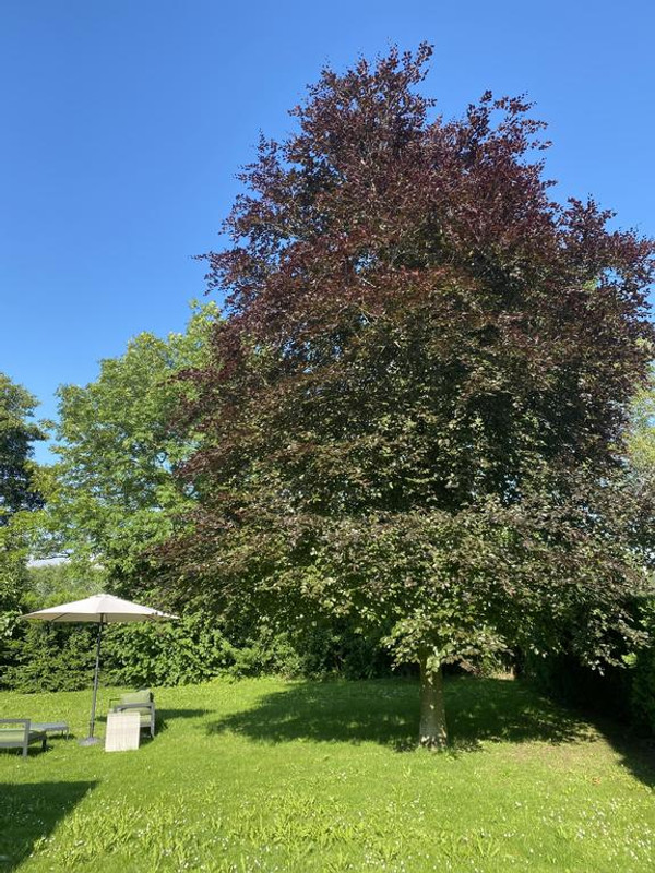 Woning te koop: Kampsestraat 3A, Boven-Leeuwen