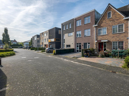 Latijnzeil 50